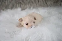 Charlie , a male Maltipoo for sale in Donna, TX – 3 of 10