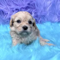 Hazel , a female Cavapoo for sale in Donna, TX – 6 of 8