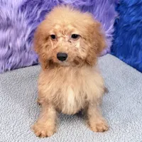 Minnie  - 7 day return guarantees, a female Cockapoo for sale in Donna, TX – 7 of 10