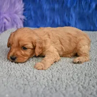 Ace - 7 day return guarantees, a male Cavapoo for sale in Donna, TX – 8 of 10
