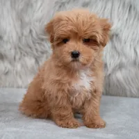 Bailey , a female Maltipoo for sale in Donna, TX – 7 of 7