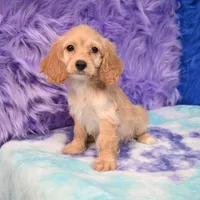 Annie , a female Cockapoo for sale in Donna, TX – 2 of 10