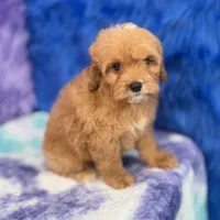 Scout , a male Cavapoo for sale in Donna, TX – 7 of 10
