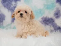 Charlie , a male Maltipoo for sale in Donna, TX – 2 of 4