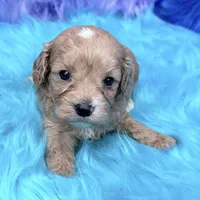 Scout , a male Cavapoo for sale in Donna, TX – 2 of 8