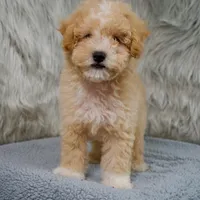 Leo  Micro-Mini, a male Miniature Goldendoodle for sale in Donna, TX – 3 of 10