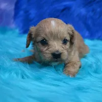 Dixie , a female Cavapoo for sale in Donna, TX – 3 of 7