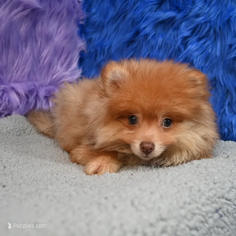 Teddy, a male Pomeranian for sale in Donna, TX – 1 of 9