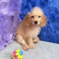 Thor  - 7 day return policy, a male Cockapoo for sale in Donna, TX – 2 of 10