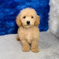 Max, a male Miniature Goldendoodle for sale in Donna, TX – 7 of 7
