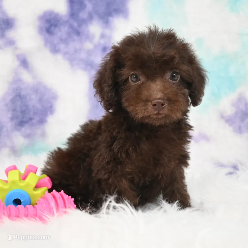 Buddy  – Poodle - Miniature  puppy for sale in Donna, TX