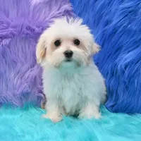 Becky , a female Maltipoo for sale in Donna, TX – 3 of 8