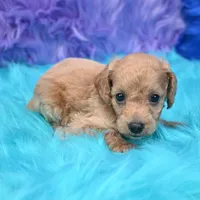 Dexter , a male Cockapoo for sale in Donna, TX – 7 of 8