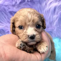 Stella , a female Cavapoo for sale in Donna, TX – 3 of 10
