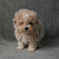 Max, a male Maltipoo for sale in Donna, TX – 3 of 9