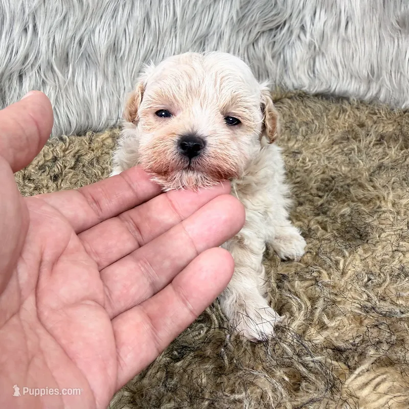 Murphy  – Maltipoo puppy for sale in Donna, TX