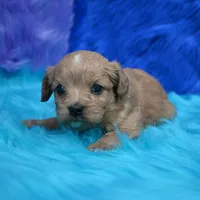 Dixie , a female Cavapoo for sale in Donna, TX – 6 of 7