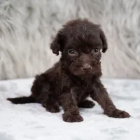 Buddy , a male Poodle - Miniature  for sale in Donna, TX – 6 of 6