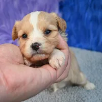 Moose - 7 day return guarantees, a male Cavapoo for sale in Donna, TX – 9 of 10
