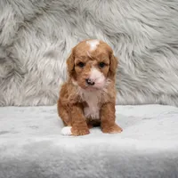 Bear , a male Miniature Goldendoodle for sale in Donna, TX – Photo 7 of 8