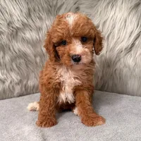 Bear Mirco size, a male Miniature Goldendoodle for sale in Donna, TX – Photo 2 of 8