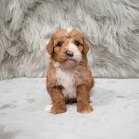 Bear , a male Miniature Goldendoodle for sale in Donna, TX – Photo 6 of 8