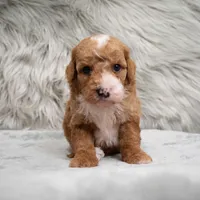 Bear , a male Miniature Goldendoodle for sale in Donna, TX – Photo 2 of 8