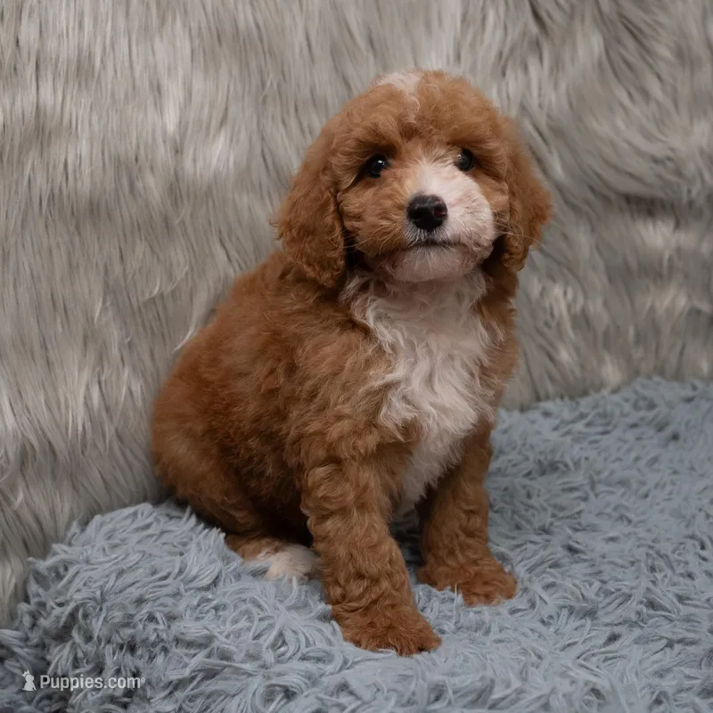 Bear Mirco size – Miniature Goldendoodle puppy for sale in Donna, TX