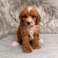 Bear Mirco size, a male Miniature Goldendoodle for sale in Donna, TX – Photo 5 of 8