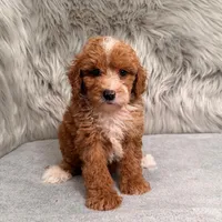 Bear Mirco size, a male Miniature Goldendoodle for sale in Donna, TX – Photo 6 of 8