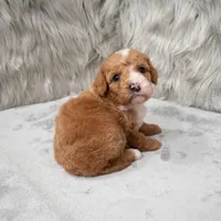 Bear , a male Miniature Goldendoodle for sale in Donna, TX – Photo 8 of 8
