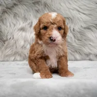 Bear , a male Miniature Goldendoodle for sale in Donna, TX – Photo 5 of 8