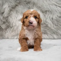 Bear , a male Miniature Goldendoodle for sale in Donna, TX – Photo 1 of 8