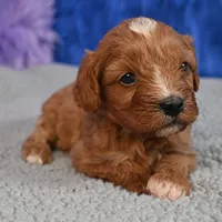 Fluffy, a male Cavapoo for sale in Donna, TX – 7 of 10