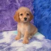 Thor , a male Cockapoo for sale in Donna, TX – 8 of 10