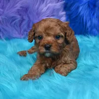 Bandit , a male Cavapoo for sale in Donna, TX – 5 of 8