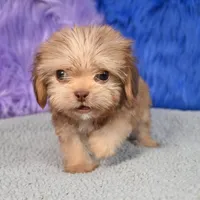 Baxter , a male Shihpoo for sale in Donna, TX – 5 of 10
