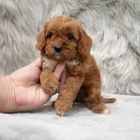 Bruno, a male Cavapoo for sale in Donna, TX – Photo 8 of 8