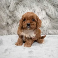 Bruno, a male Cavapoo for sale in Donna, TX – Photo 1 of 8