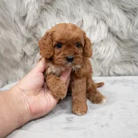 Bruno, a male Cavapoo for sale in Donna, TX – Photo 6 of 8