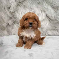 Bruno, a male Cavapoo for sale in Donna, TX – Photo 3 of 8