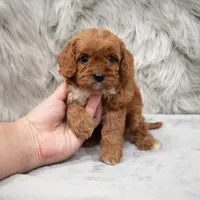 Bruno, a male Cavapoo for sale in Donna, TX – Photo 5 of 8