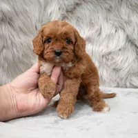 Bruno, a male Cavapoo for sale in Donna, TX – Photo 7 of 8