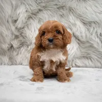 Bruno, a male Cavapoo for sale in Donna, TX – Photo 2 of 8