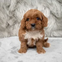Bruno, a male Cavapoo for sale in Donna, TX – Photo 4 of 8
