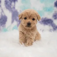 Ellie , a female Maltipoo for sale in Donna, TX – 7 of 7