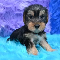 Jen , a female Yorkshire Terrier for sale in Donna, TX – 10 of 10