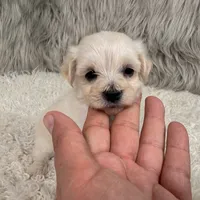 Buddy, a male Maltipoo for sale in Donna, TX – 5 of 8