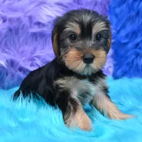 Jen , a female Yorkshire Terrier for sale in Donna, TX – 9 of 10