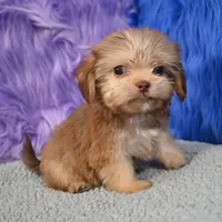 Baxter , a male Shihpoo for sale in Donna, TX – 4 of 10